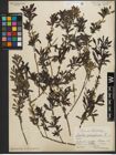 Foto von Salix purpurea L.